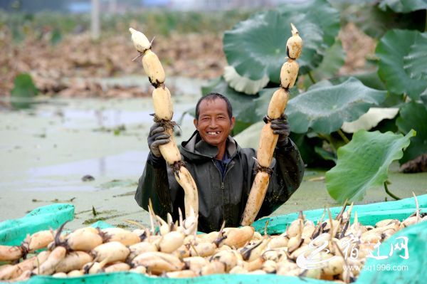 我为乡亲来带货仰化(999756)-20200907084501