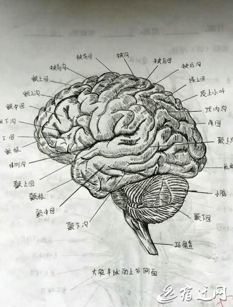 女大学生手绘人体解剖图太逼真 网友点赞:印出来的